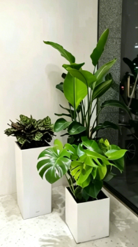 鄞州绿化养护设计师-鄞州花木租赁展示-江北绿植租摆行业-海曙绿植租赁方案